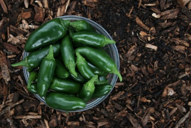 Can Guinea Pigs Eat Jalapenos