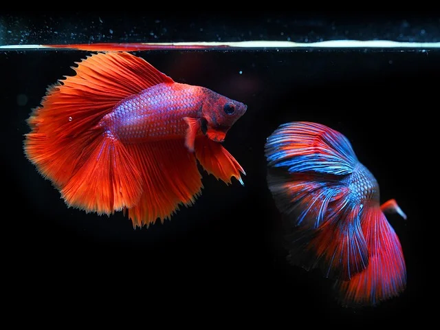 Can Betta Fish Eat Brine Shrimp