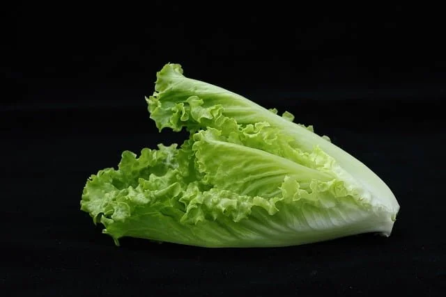 Can Rabbits Eat Romaine Lettuce