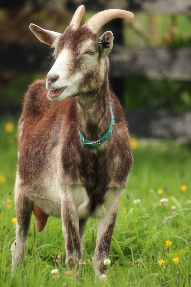 Can Goats Eat Watermelon Seeds
