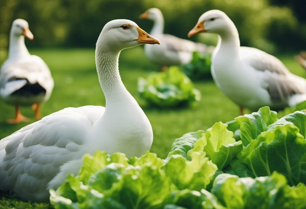 Can Geese Eat Lettuce