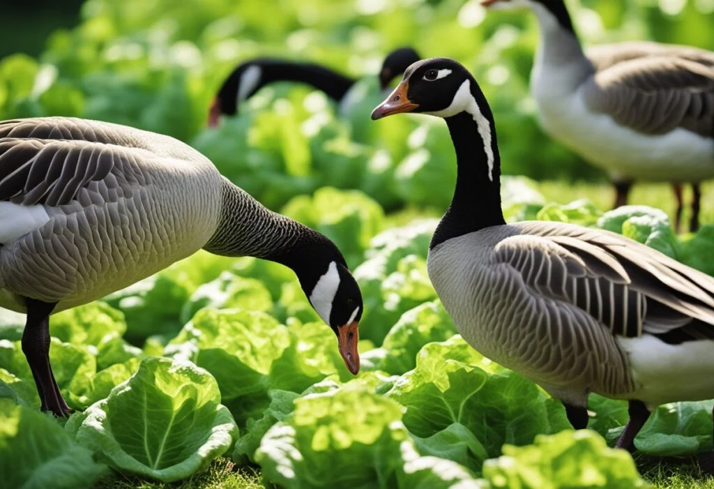 Can Geese Eat Lettuce