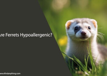 Are Ferrets Hypoallergenic