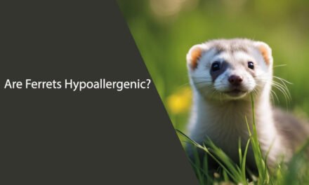 Are Ferrets Hypoallergenic? The Truth About Ferret Allergies