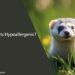 Are Ferrets Hypoallergenic