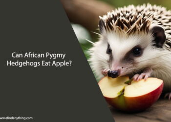 Can African Pygmy Hedgehogs Eat Apple