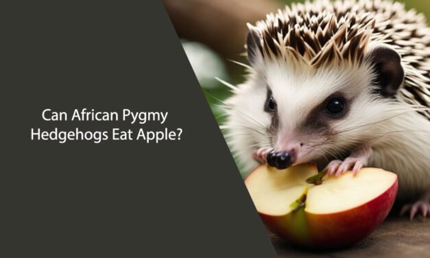 Can African Pygmy Hedgehogs Eat Apple? A Comprehensive Guide