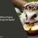 Can African Pygmy Hedgehogs Eat Apple