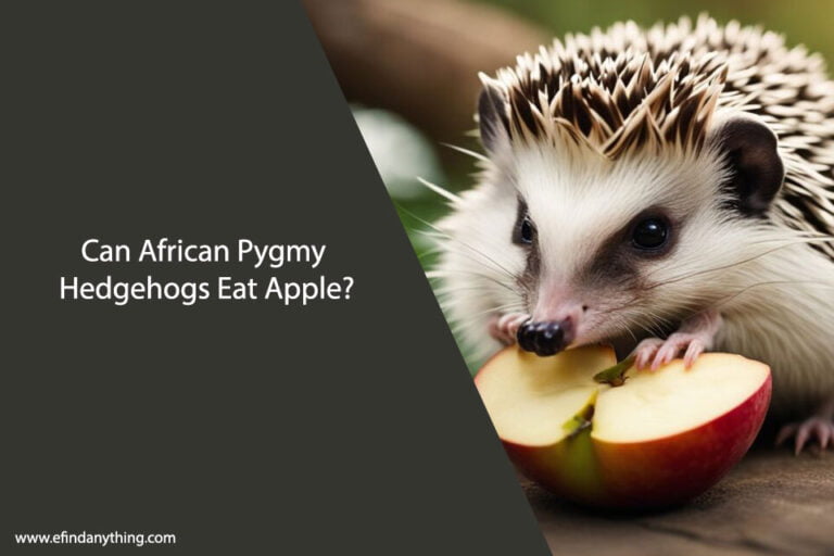 Can African Pygmy Hedgehogs Eat Apple