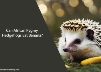 Can African Pygmy Hedgehogs Eat Banana