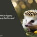 Can African Pygmy Hedgehogs Eat Banana