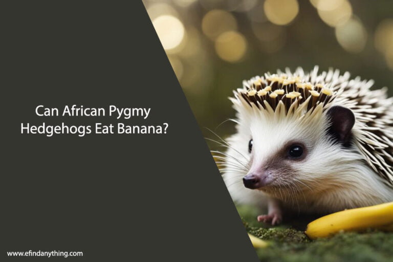 Can African Pygmy Hedgehogs Eat Banana