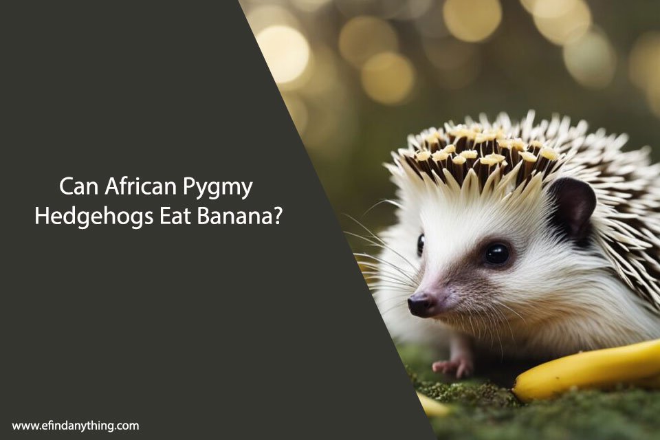 Can African Pygmy Hedgehogs Eat Banana?