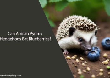 Can African Pygmy Hedgehogs Eat Blueberries