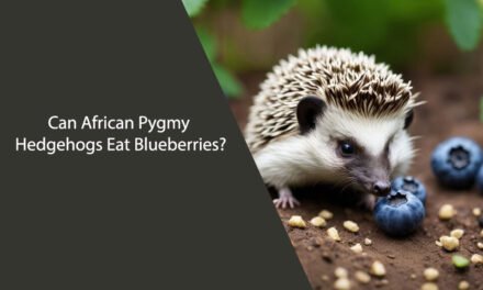 Can African Pygmy Hedgehogs Eat Blueberries?