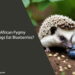 Can African Pygmy Hedgehogs Eat Blueberries