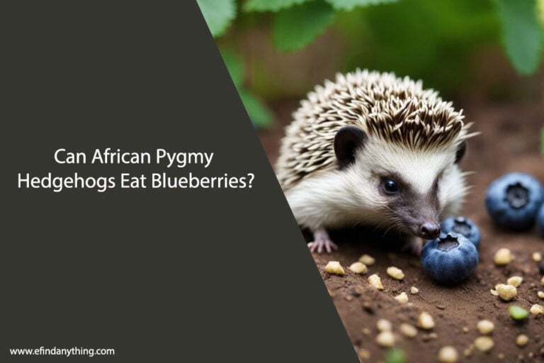 Can African Pygmy Hedgehogs Eat Blueberries