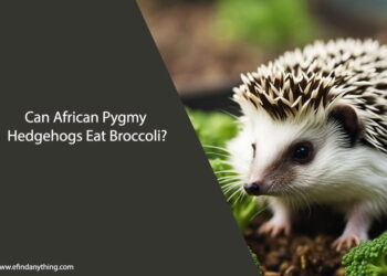 Can African Pygmy Hedgehogs Eat Broccoli
