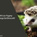 Can African Pygmy Hedgehogs Eat Broccoli