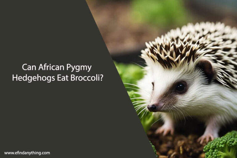 Can African Pygmy Hedgehogs Eat Broccoli