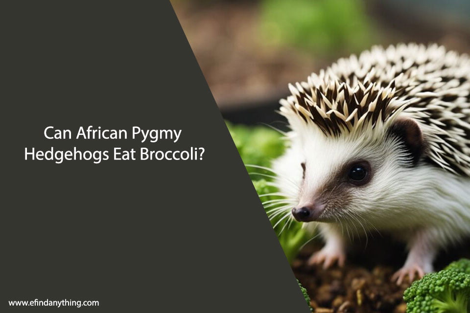 Can African Pygmy Hedgehogs Eat Broccoli?