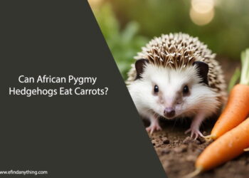 Can African Pygmy Hedgehogs Eat Carrots