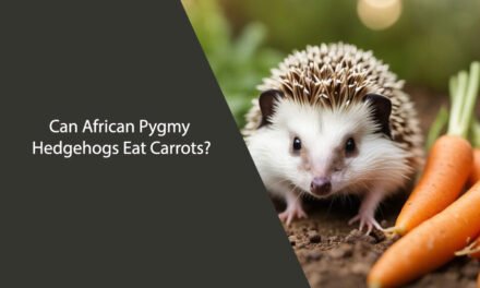 Can African Pygmy Hedgehogs Eat Carrots?