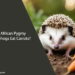 Can African Pygmy Hedgehogs Eat Carrots