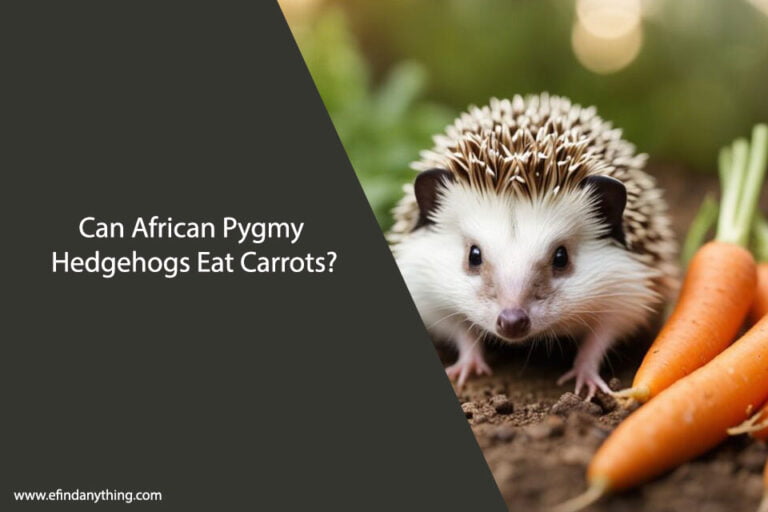 Can African Pygmy Hedgehogs Eat Carrots