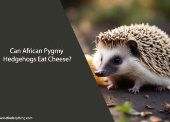 Can African Pygmy Hedgehogs Eat Cheese