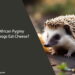 Can African Pygmy Hedgehogs Eat Cheese