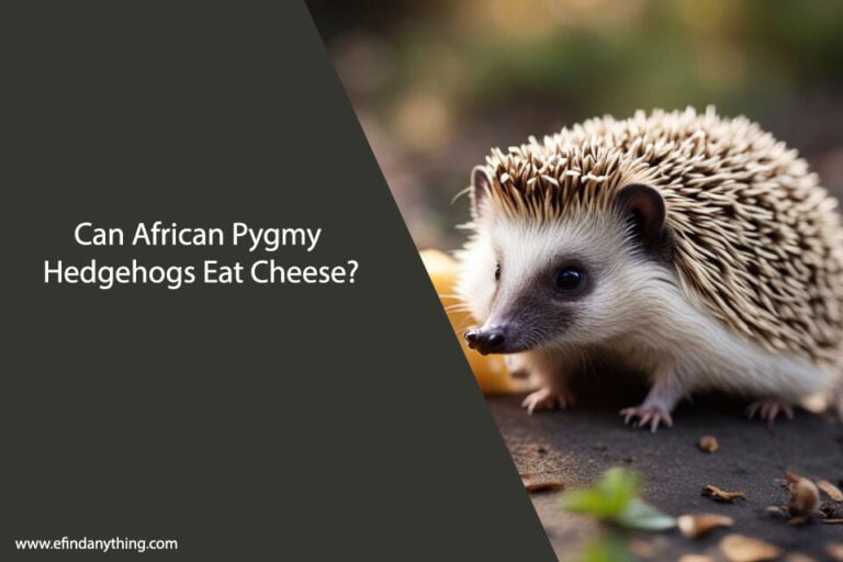 Can African Pygmy Hedgehogs Eat Cheese