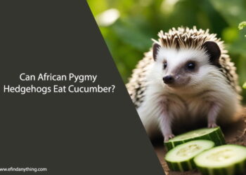 Can African Pygmy Hedgehogs Eat Cucumber