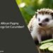 Can African Pygmy Hedgehogs Eat Cucumber