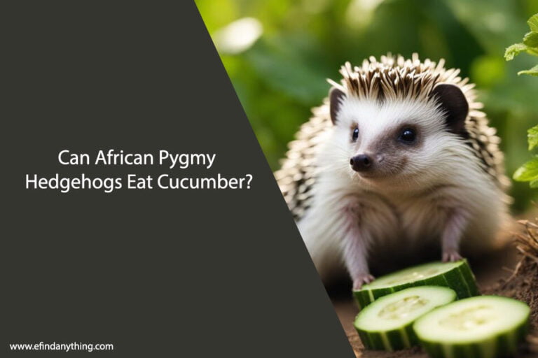Can African Pygmy Hedgehogs Eat Cucumber