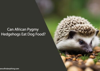 Can African Pygmy Hedgehogs Eat Dog Food
