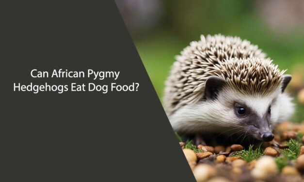 Can African Pygmy Hedgehogs Eat Dog Food?