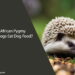 Can African Pygmy Hedgehogs Eat Dog Food