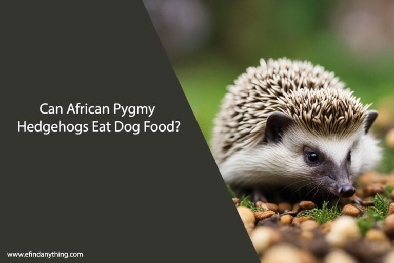 Can African Pygmy Hedgehogs Eat Dog Food