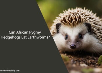 Can African Pygmy Hedgehogs Eat Earthworms