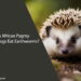 Can African Pygmy Hedgehogs Eat Earthworms