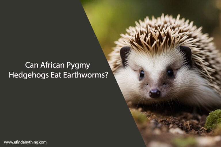 Can African Pygmy Hedgehogs Eat Earthworms