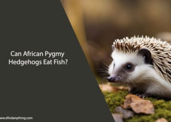 Can African Pygmy Hedgehogs Eat Fish