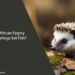 Can African Pygmy Hedgehogs Eat Fish
