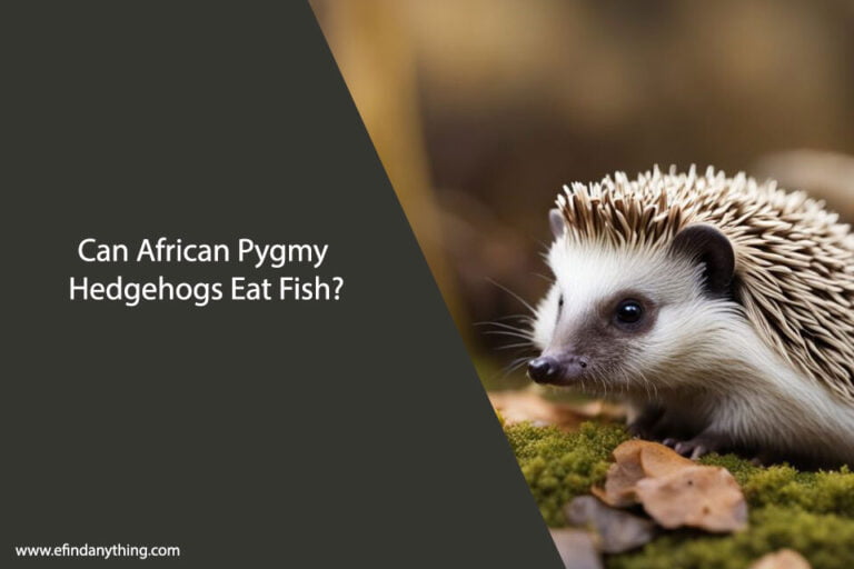 Can African Pygmy Hedgehogs Eat Fish