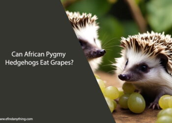 Can African Pygmy Hedgehogs Eat Grapes