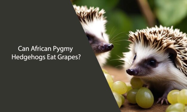 Can African Pygmy Hedgehogs Eat Grapes?