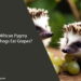Can African Pygmy Hedgehogs Eat Grapes