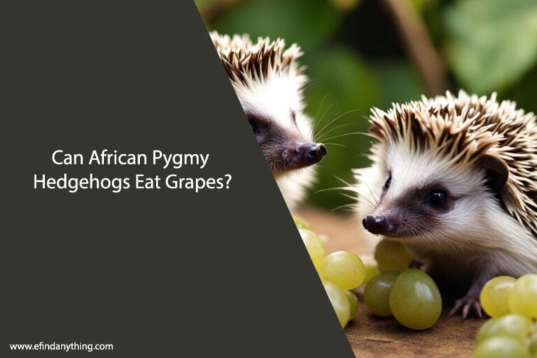 Can African Pygmy Hedgehogs Eat Grapes