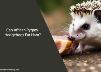 Can African Pygmy Hedgehogs Eat Ham